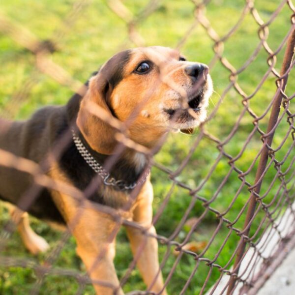 beagle dog barking at a fence pet