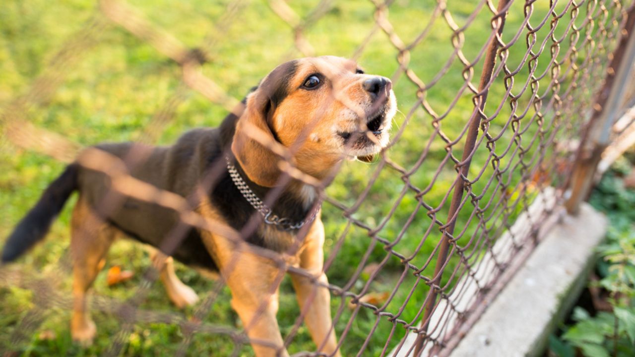 beagle dog barking at a fence pet
