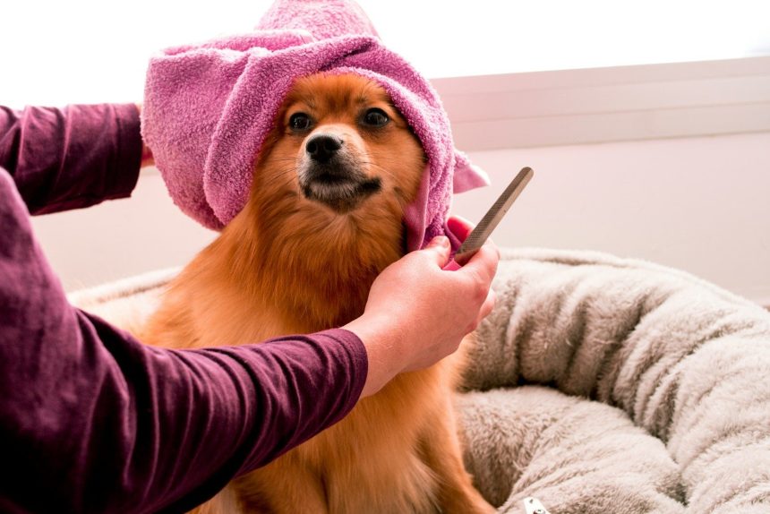brown pomeranian wearing pink towel; vet bill debt